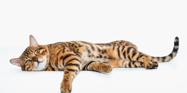 gold-bengal-cat-white-space