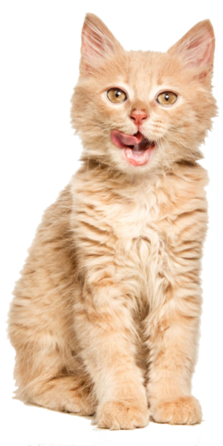 cat-white-background (1)