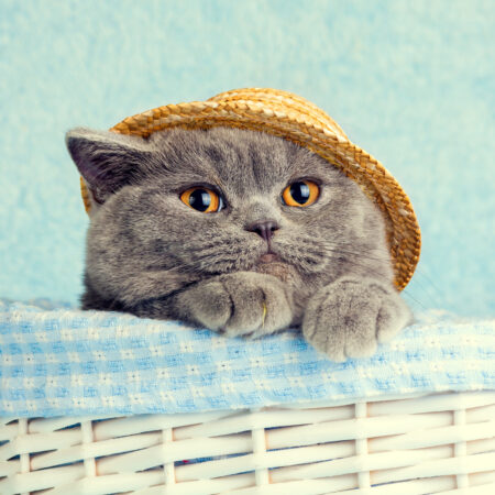 portrait-blue-british-cat-wearing-straw-hat